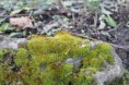 /album/fenykepgaleria/img-0175-jpg/